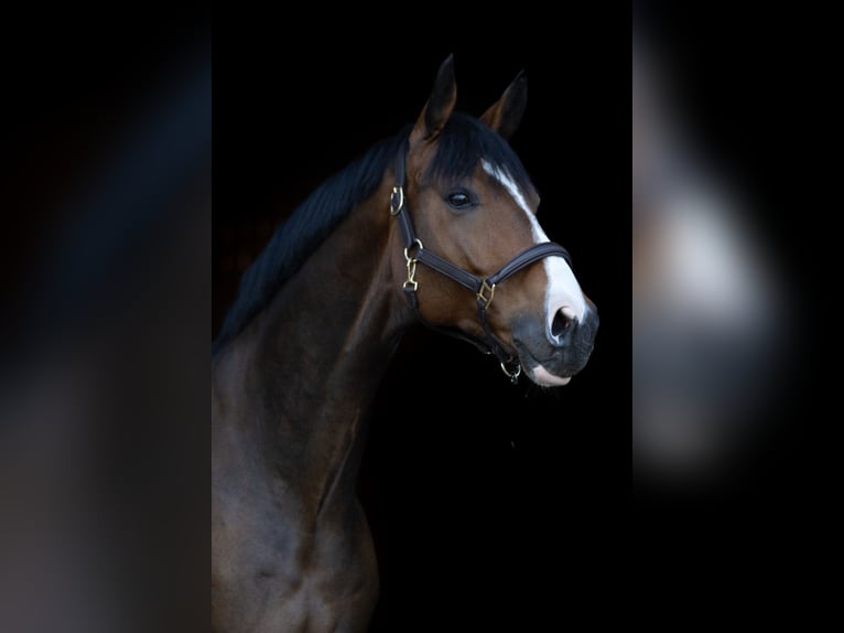 Oldenbourg Hongre 7 Ans 172 cm Bai brun in Bad Homburg vor der Höhe