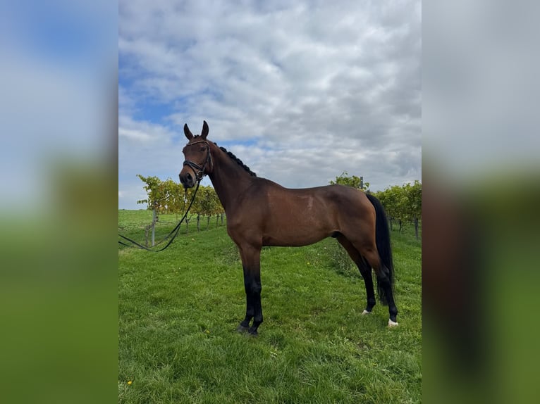 Oldenbourg Hongre 7 Ans 172 cm Bai in Abstatt