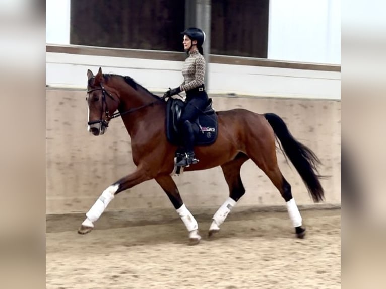 Oldenbourg Hongre 7 Ans 172 cm Bai in Saarbrücken