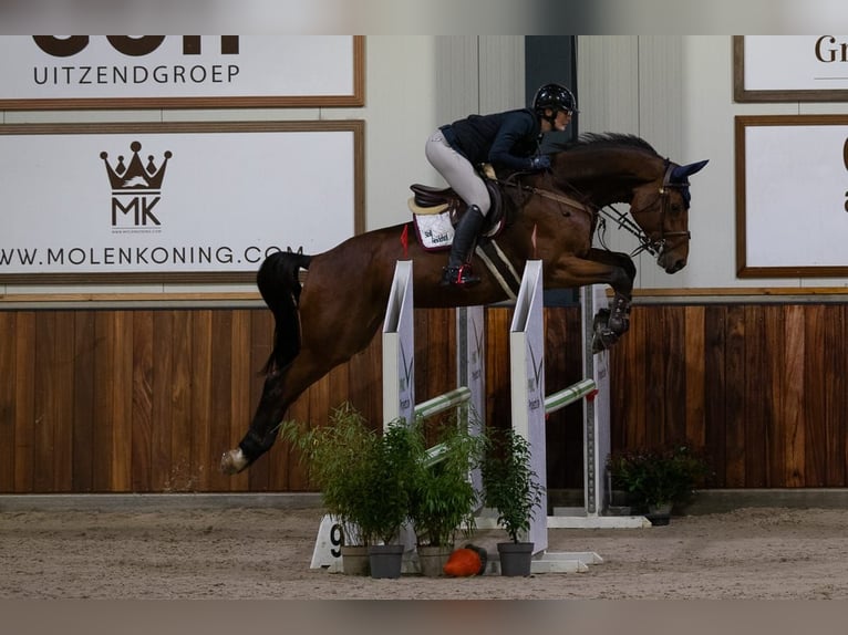 Oldenbourg Hongre 7 Ans 172 cm Bai in Kevelaer Oldenbourg Hongre 7 Ans 172 cm Bai in Kevelaer