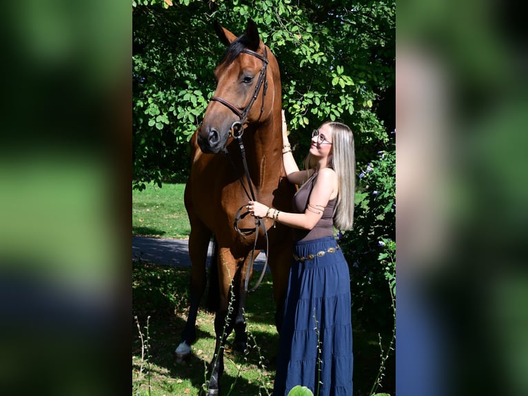 Oldenbourg Hongre 7 Ans 172 cm Bai in Kevelaer Oldenbourg Hongre 7 Ans 172 cm Bai in Kevelaer