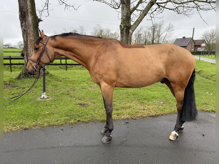 Oldenbourg Hongre 7 Ans 172 cm Bai in Altenberge