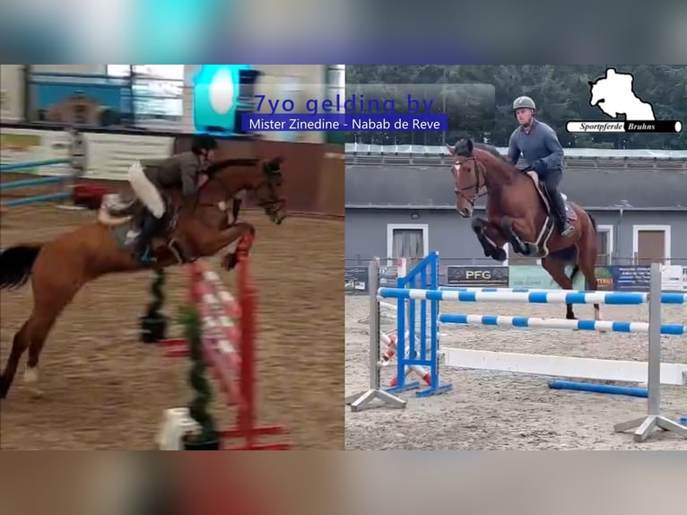 Oldenbourg Hongre 7 Ans 172 cm Bai in Gadow