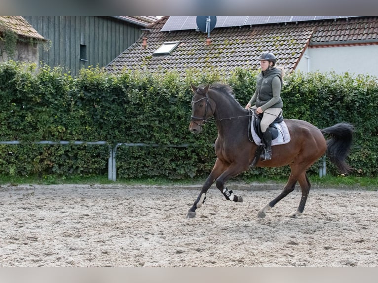 Oldenbourg Hongre 7 Ans 172 cm Bai in Ottendorf-Okrilla