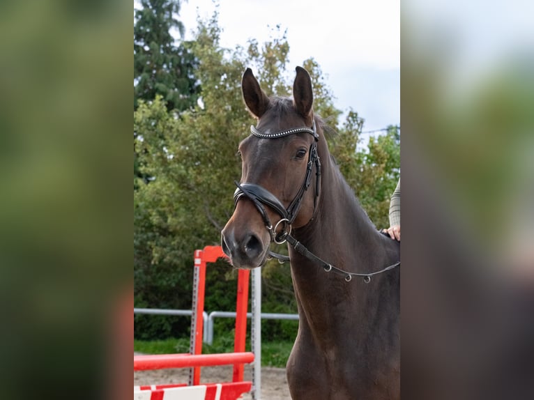 Oldenbourg Hongre 7 Ans 172 cm Bai in Ottendorf-Okrilla