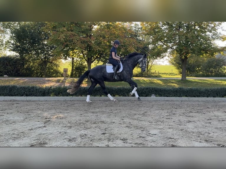 Oldenbourg Hongre 7 Ans 172 cm Gris in Oelde