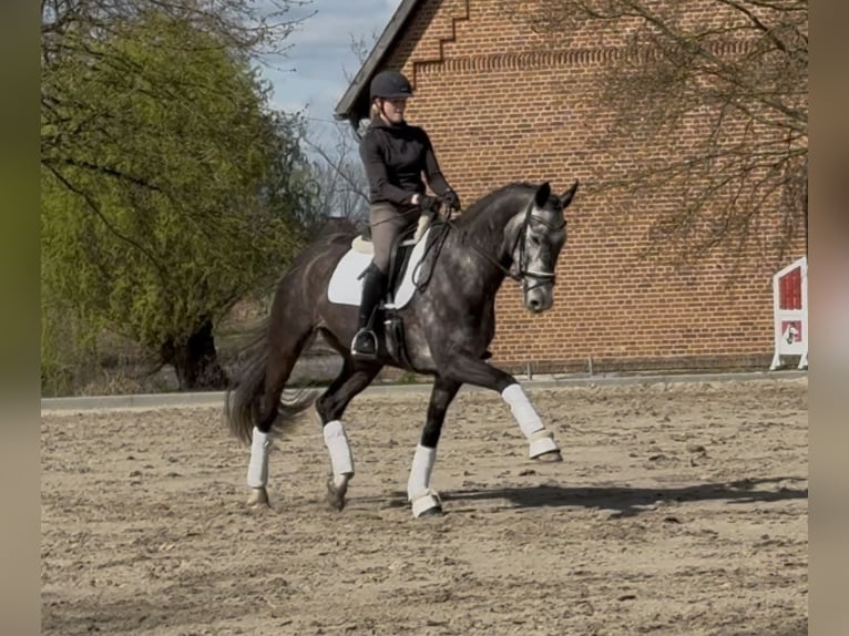 Oldenbourg Hongre 7 Ans 172 cm Gris in Oelde