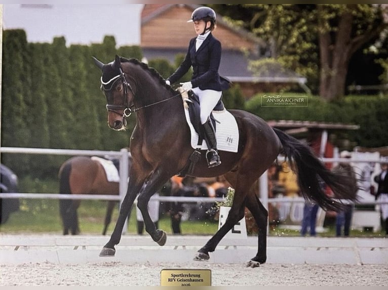 Oldenbourg Hongre 7 Ans 173 cm Bai brun in Bodenkirchen