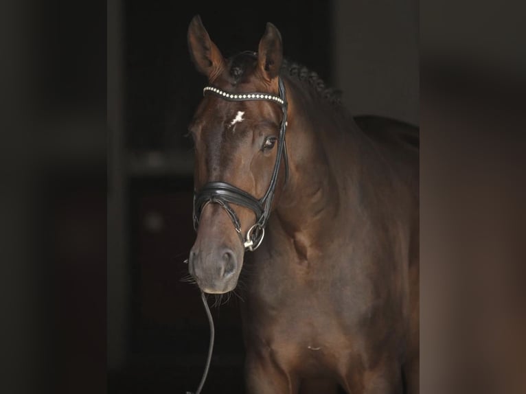 Oldenbourg Hongre 7 Ans 173 cm Bai brun in Bodenkirchen