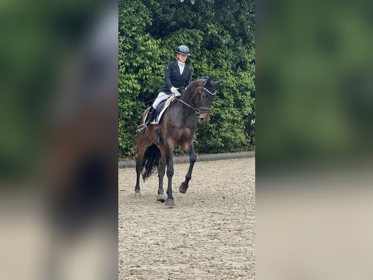 Oldenbourg Hongre 7 Ans 173 cm Bai brun in Bodenkirchen
