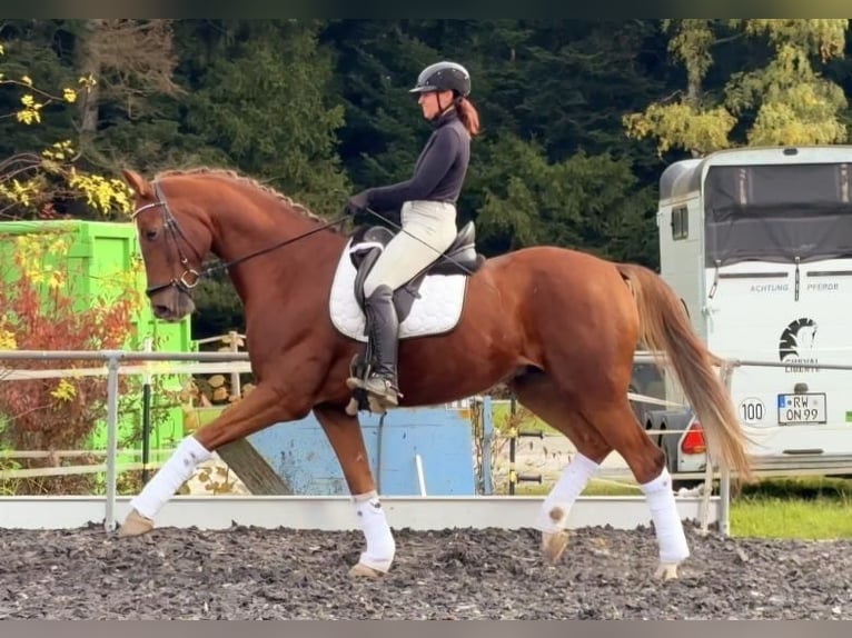 Oldenbourg Hongre 7 Ans 174 cm Alezan in Schömberg