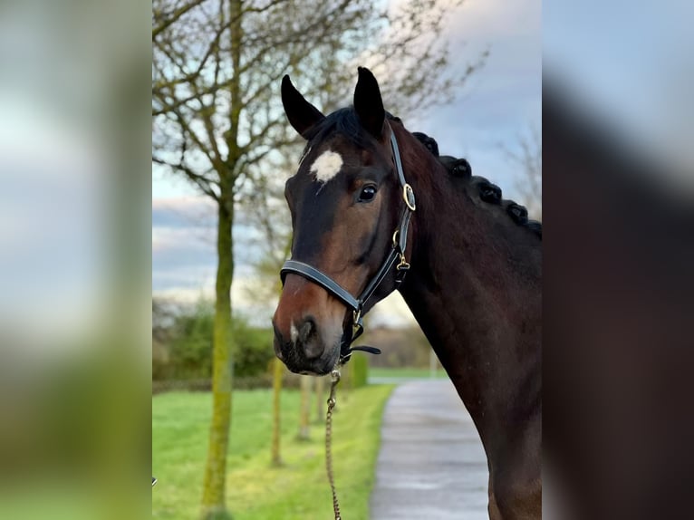 Oldenbourg Hongre 7 Ans 174 cm Bai brun in Karlsfeld