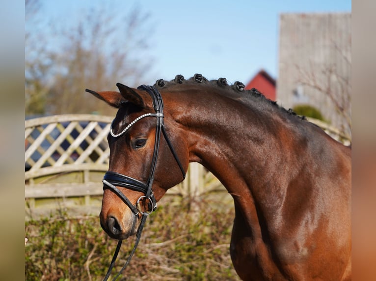 Oldenbourg Hongre 7 Ans 174 cm Bai in Hohenfelde