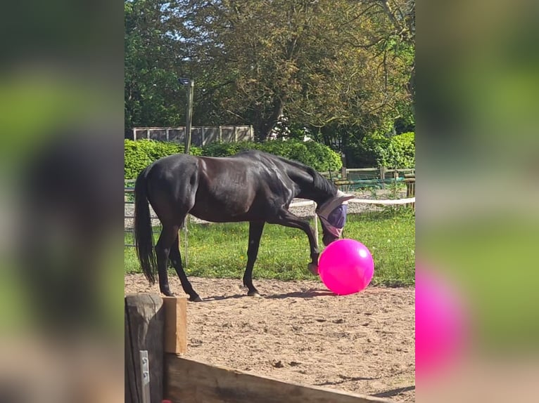 Oldenbourg Hongre 7 Ans 174 cm Noir in Mönchengladbach