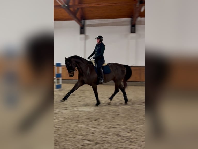 Oldenbourg Hongre 7 Ans 175 cm Bai brun in Wisła