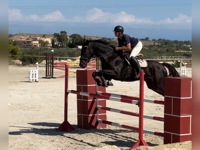 Oldenbourg Hongre 7 Ans 175 cm Bai brun in Xabia/Javea