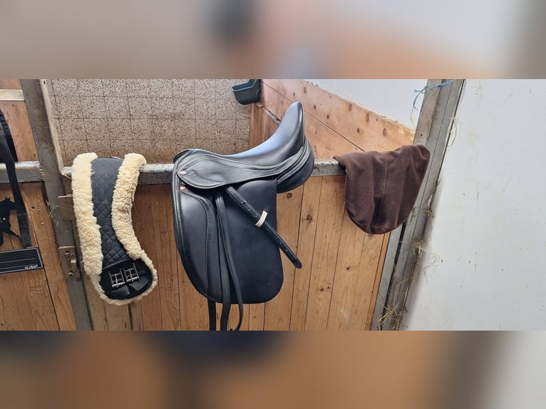 Oldenbourg Croisé Hongre 7 Ans 175 cm Bai brun foncé in Koppl