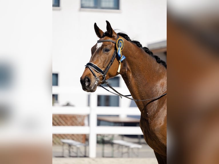 Oldenbourg Hongre 7 Ans 175 cm Bai cerise in Kościno