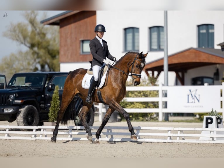 Oldenbourg Hongre 7 Ans 175 cm Bai cerise in Kościno