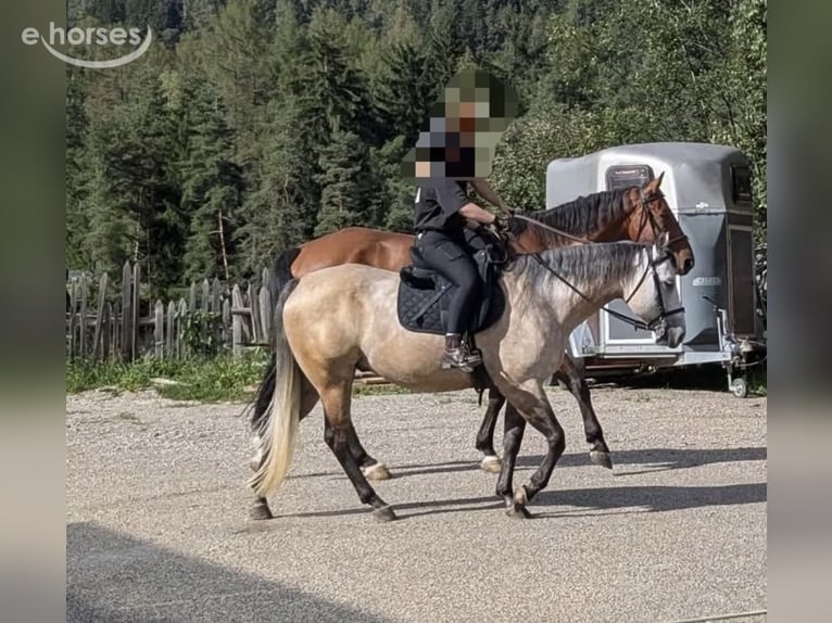 Oldenbourg Hongre 7 Ans 175 cm Bai in Bruneck