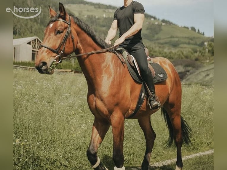 Oldenbourg Hongre 7 Ans 175 cm Bai in Bruneck