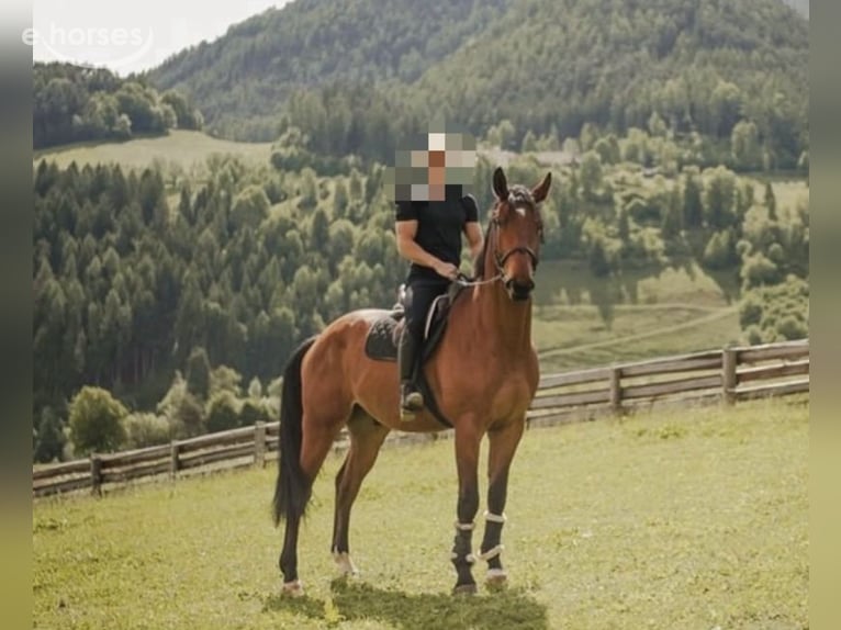 Oldenbourg Hongre 7 Ans 175 cm Bai in Bruneck