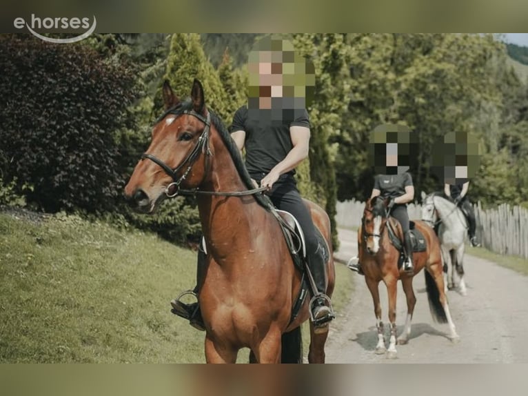 Oldenbourg Hongre 7 Ans 175 cm Bai in Bruneck