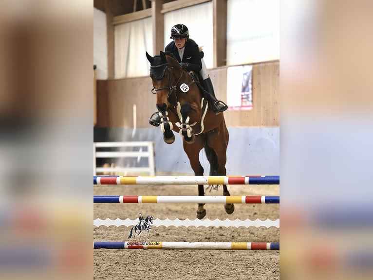 Oldenbourg Hongre 7 Ans 175 cm Bai in Schwanstetten