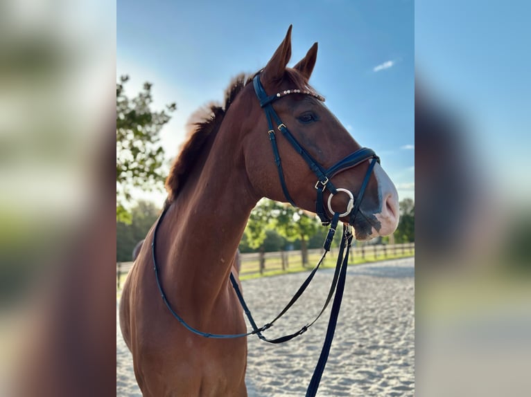 Oldenbourg Hongre 7 Ans 176 cm Alezan brûlé in Nettetal