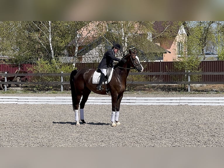 Oldenbourg Hongre 7 Ans 176 cm Bai brun in Gdańsk