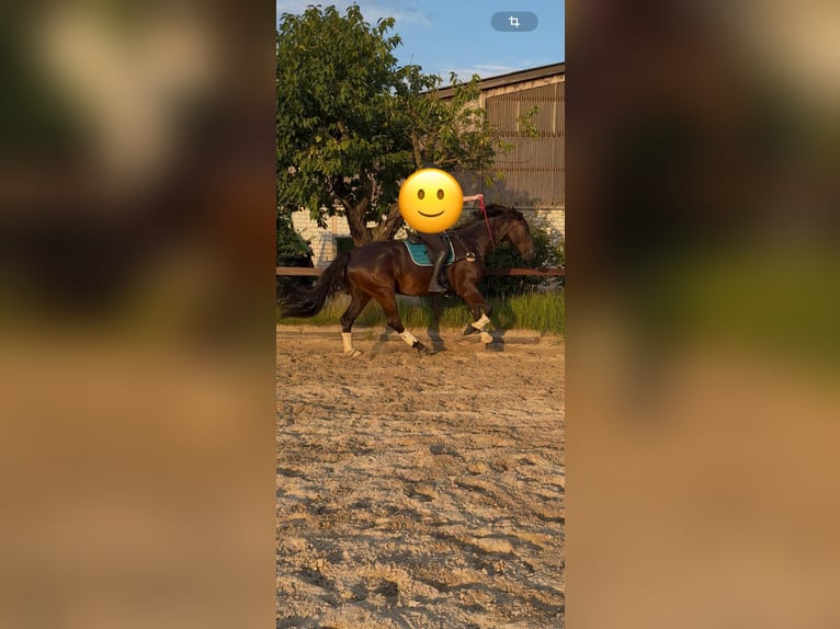 Oldenbourg Hongre 7 Ans 176 cm Bai brun foncé in Düsseldorf