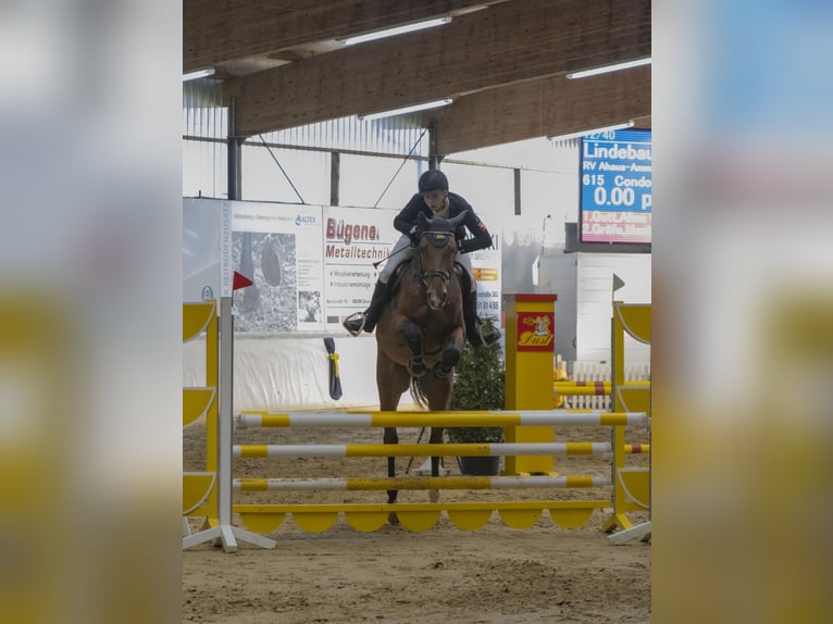 Oldenbourg Hongre 7 Ans 176 cm Bai in Bad Bentheim