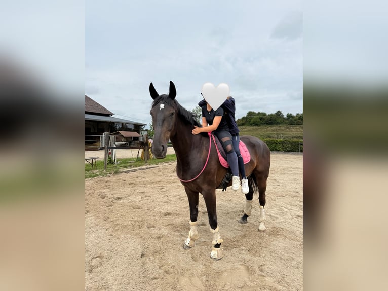 Oldenbourg Hongre 7 Ans 177 cm Bai brun foncé in Düsseldorf