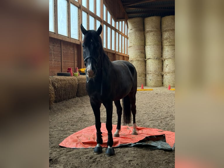 Oldenbourg Hongre 7 Ans 178 cm Bai brun in Dortmund