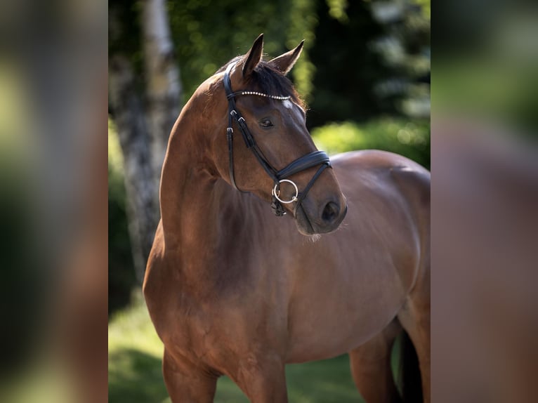 Oldenbourg Hongre 7 Ans 178 cm Bai brun in Hamburg