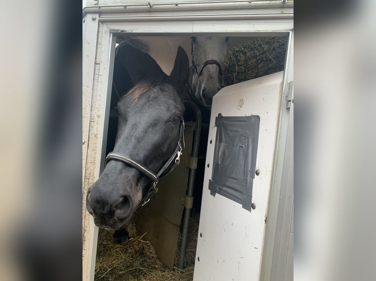 Oldenbourg Hongre 7 Ans 178 cm Bai brun foncé in Thedinghausen