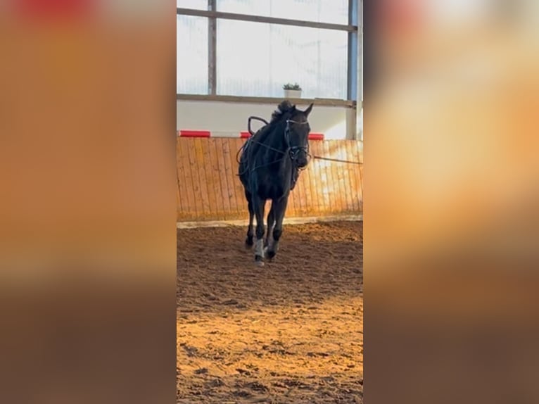 Oldenbourg Hongre 7 Ans 178 cm Bai brun foncé in Thedinghausen