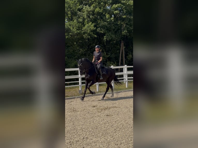 Oldenbourg Hongre 7 Ans 178 cm Noir in Wien, Liesing