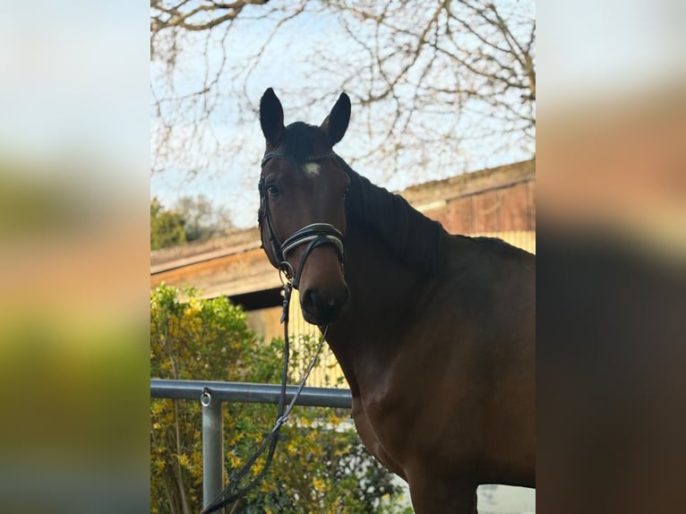 Oldenbourg Hongre 7 Ans 182 cm Bai in Bergisch Gladbach