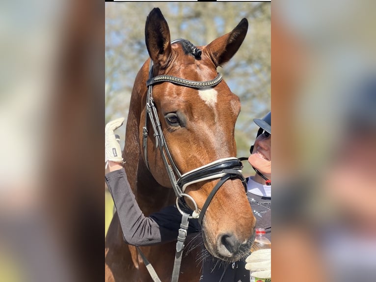 Oldenbourg Hongre 7 Ans 182 cm Bai in Bergisch Gladbach