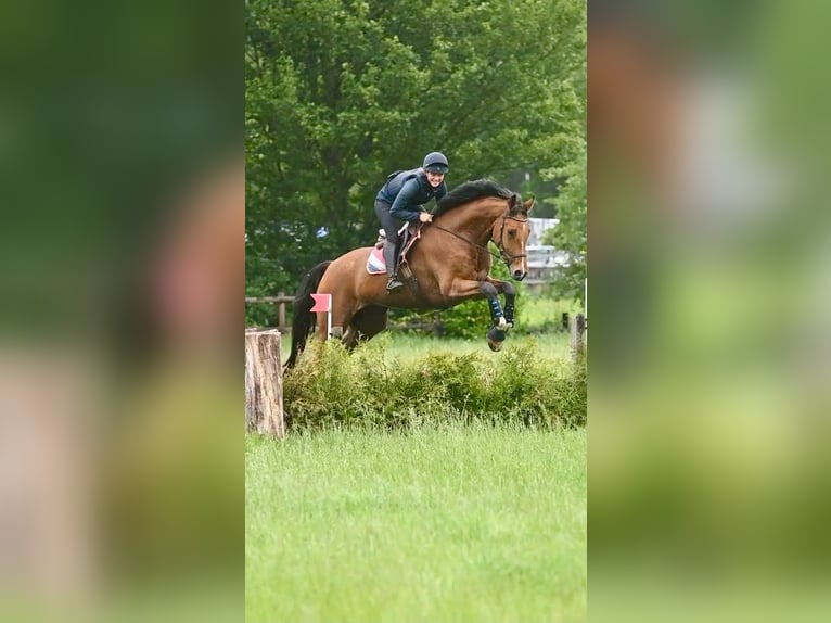 Oldenbourg Hongre 7 Ans 184 cm Bai in Oosterstreek