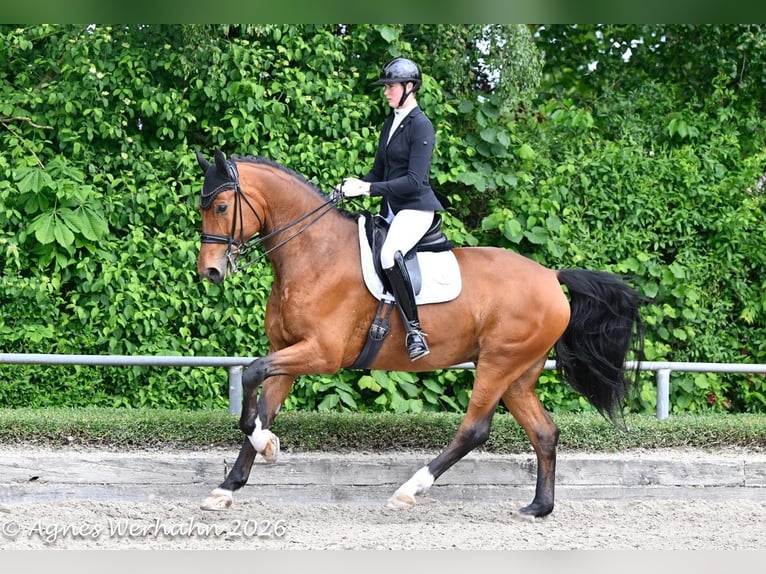 Oldenbourg Hongre 7 Ans 184 cm Bai in Neuss