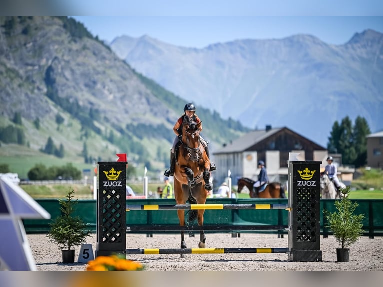 Oldenbourg Hongre 7 Ans 186 cm Bai in Schönenberg ZH