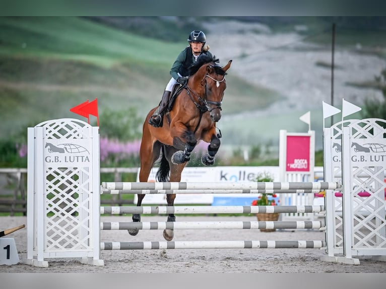 Oldenbourg Hongre 7 Ans 186 cm Bai in Schönenberg ZH