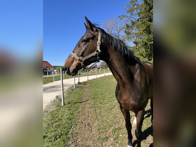 Oldenbourg Hongre 7 Ans Bai in Veringenstadt