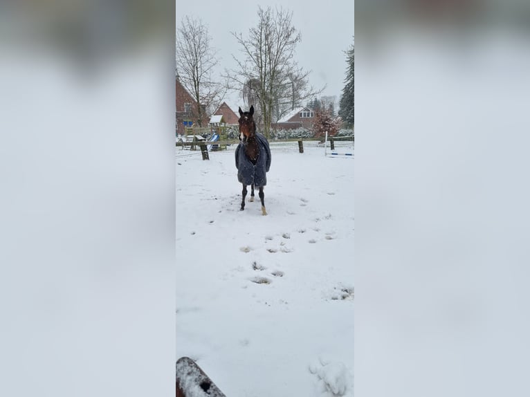 Oldenbourg Hongre 8 Ans 165 cm Bai brun in Ganderkesee