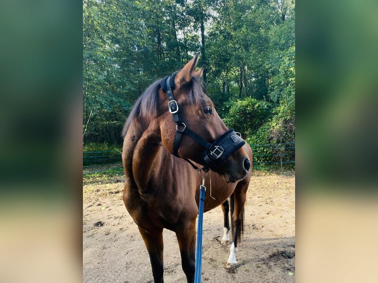 Oldenbourg Hongre 8 Ans 165 cm Bai in G&#xF6;rlitz