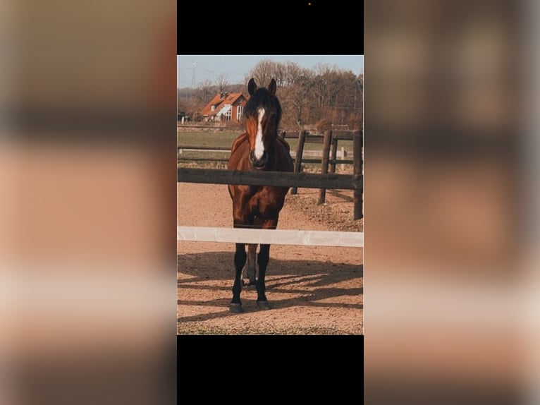 Oldenbourg Hongre 8 Ans 165 cm Bai in Bissendorf
