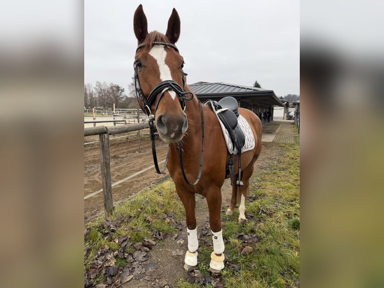 Oldenbourg Hongre 8 Ans 166 cm Alezan in Lichtenfels