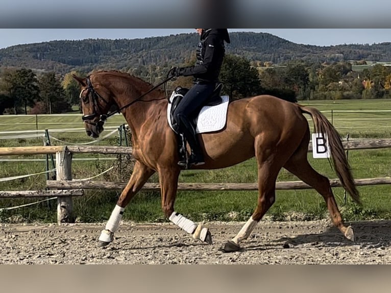 Oldenbourg Hongre 8 Ans 166 cm Alezan in Lichtenfels